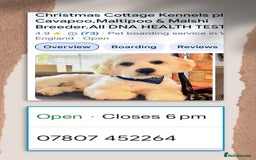 Maltipoo dogs for sale: TWO MINI MALTIPOO GIRLS ~ READY NOW  - Image 12