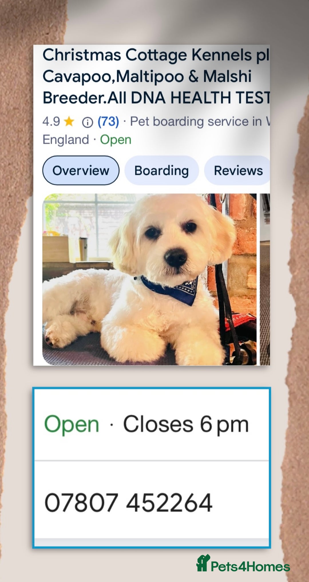 Maltipoo dogs for sale: TWO MINI MALTIPOO GIRLS ~ READY NOW  - Image 12