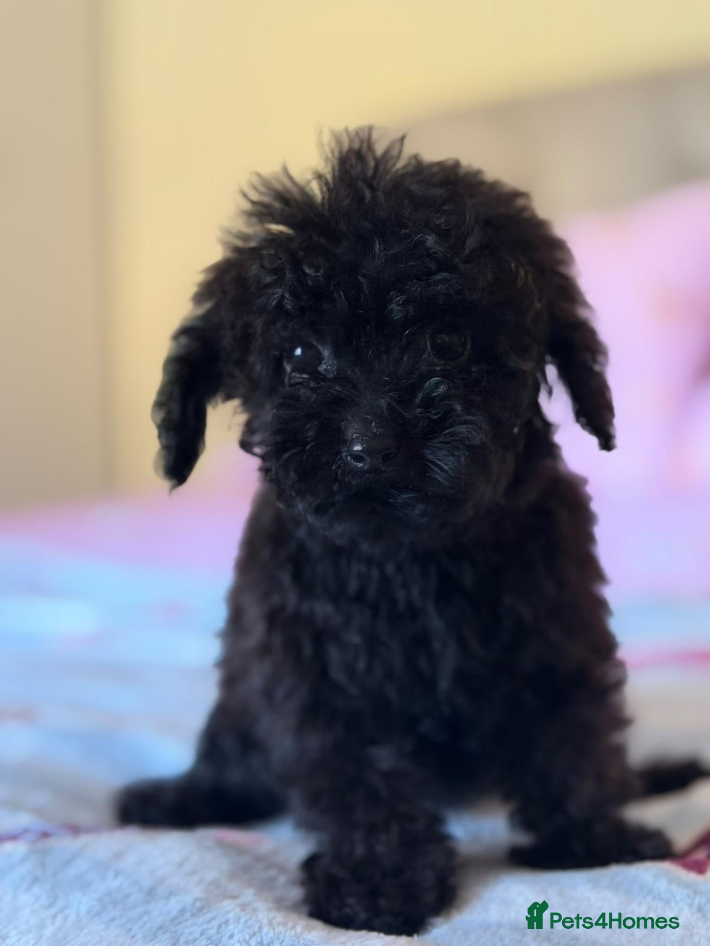 Miniature Poodle dogs Miniature poodles 🐶❤️🩵 - Advert 7