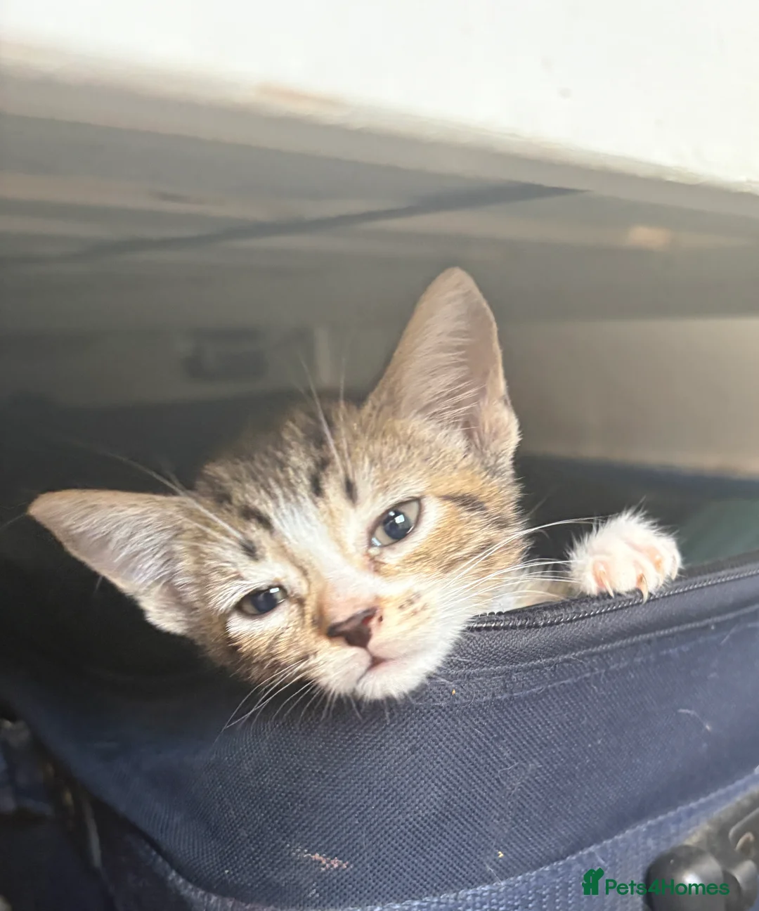 Mixed Breed cats for sale: Little Fluffs are looking for home - Advert 2