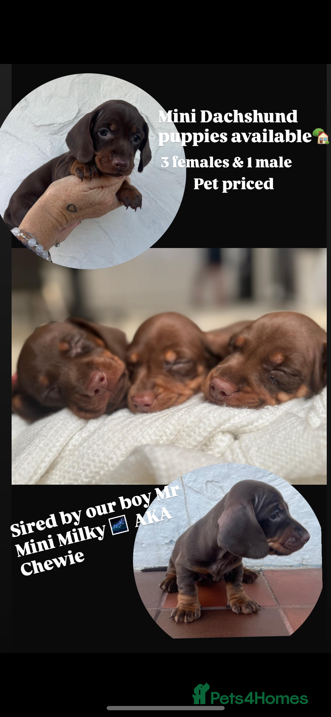 Miniature Dachshund dogs for stud: Birminghams Mr Mini Milky. PROVEN KC Mini Dax stud in Birmingham - Image 8