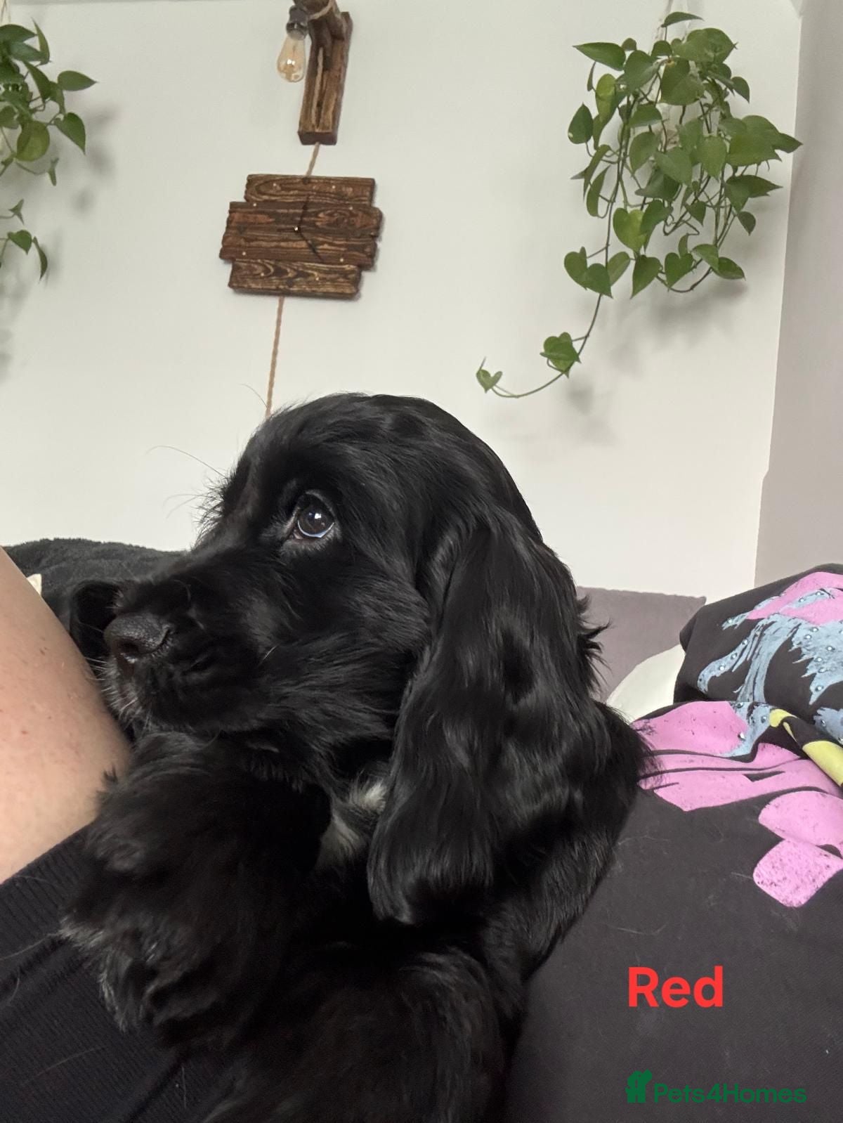 Cocker Spaniel dogs Show Type Cocker Spaniels Puppies - Advert 18