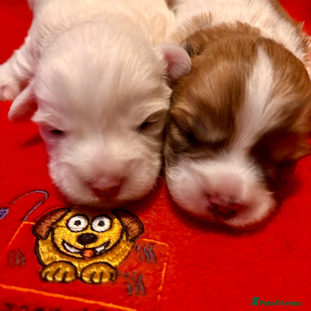 Coton De Tulear dogs for sale: K.C reg Coton de Tulear Puppies inc World Champion - Advert 21