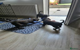 Mixed Breed dogs for sale: Cocker spaniel & boarder collie cross  - Image 9