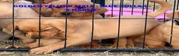 Labrador Retriever dogs for sale: SUPERB, HEALTHY, CHUNKY, FAMILY RAISED LABRADORS  - Advert 10