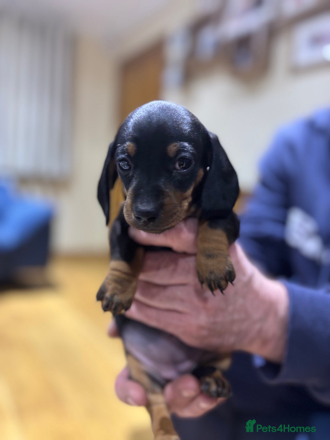Miniature Dachshund dogs for sale: Miniature dachshunds  - Advert 8