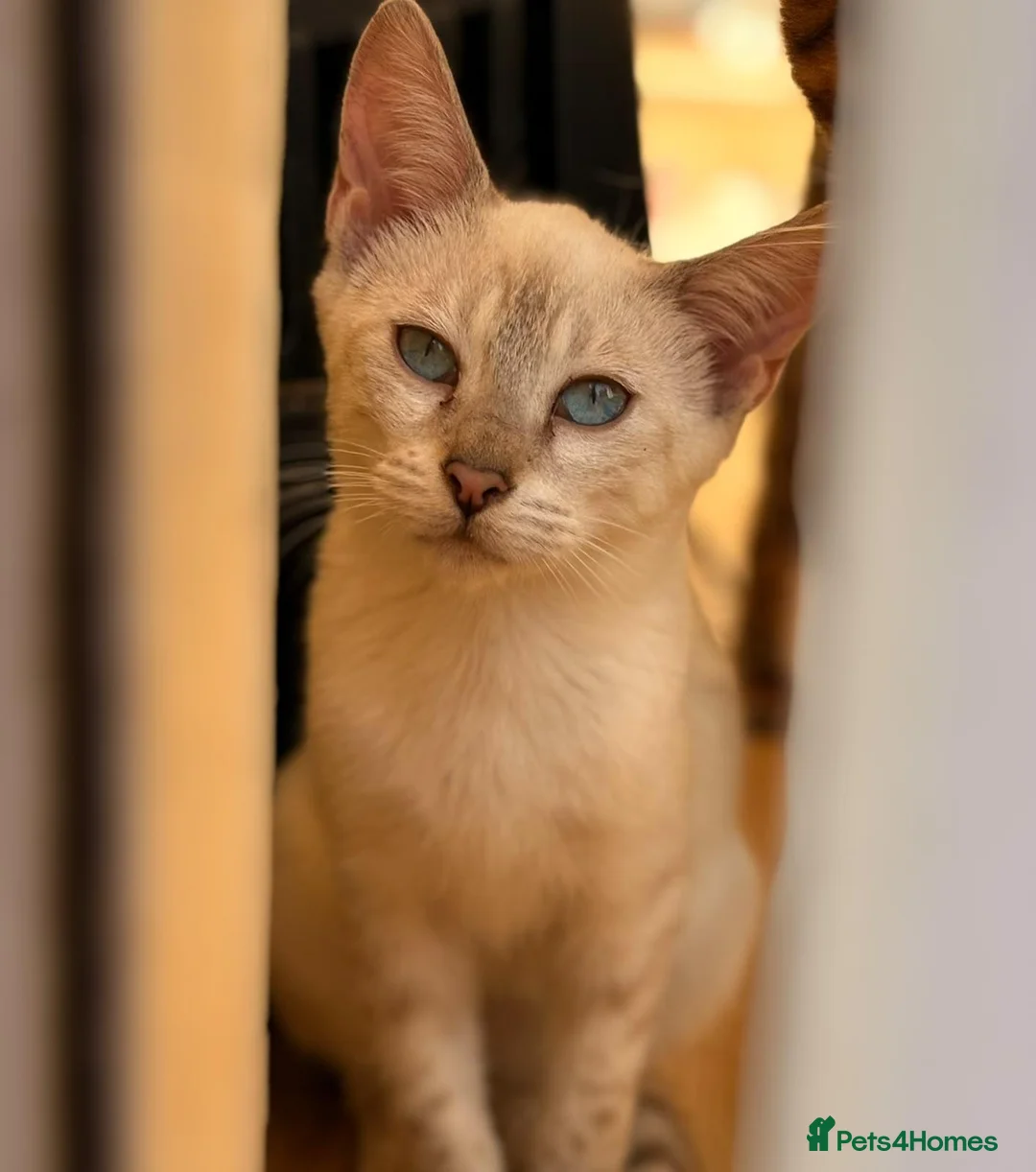Mixed Breed cats for sale: Male Bengal X Savannah Boy Ready - Advert 2