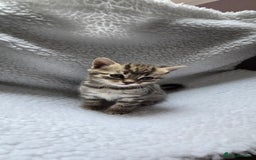 Mixed Breed cats for sale: Adorable Tabby Kittens 🐾 - Image 11