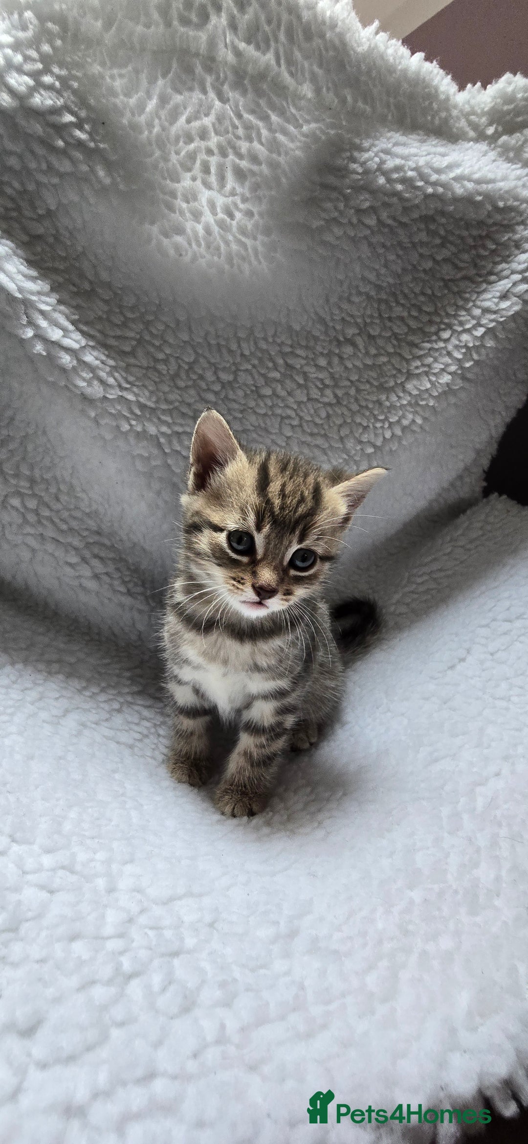Mixed Breed cats for sale: Adorable Tabby Kittens 🐾 - Image 11