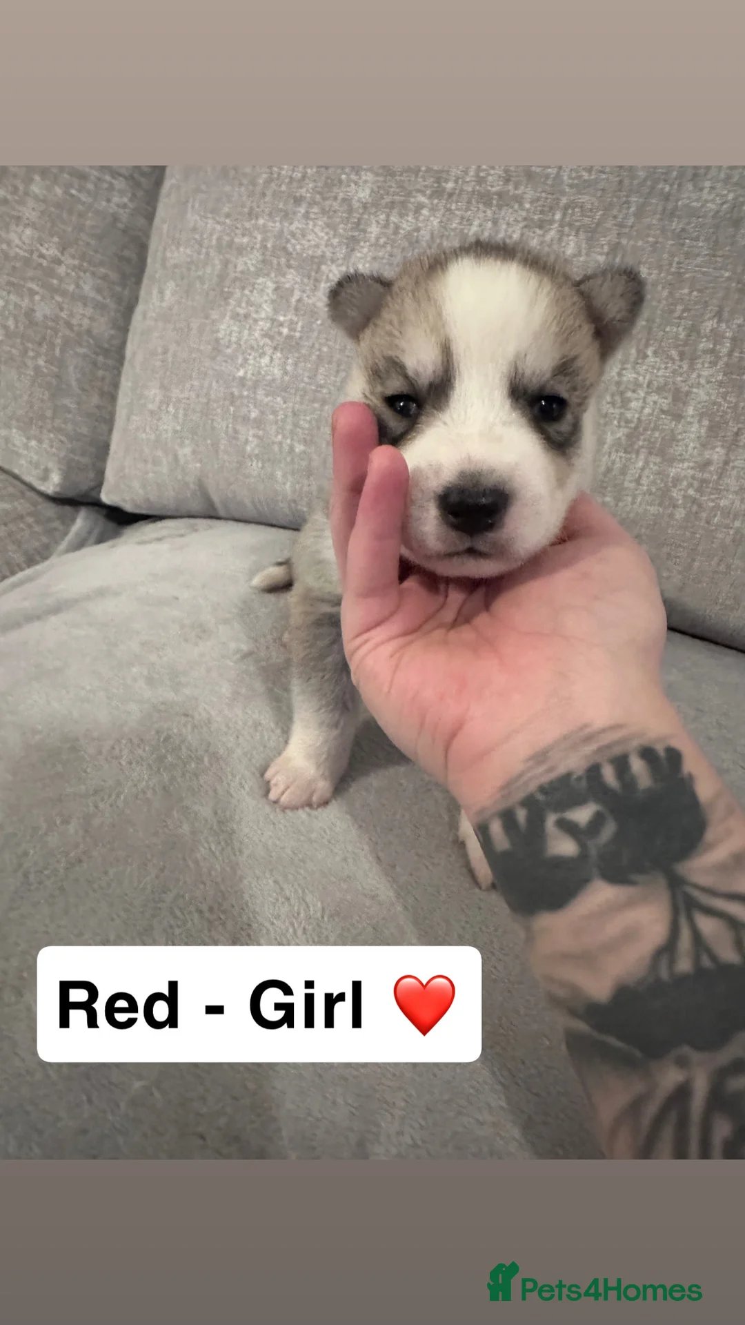 Siberian Husky dogs for sale: 5 beautiful Siberian Husky’s  - Advert 6