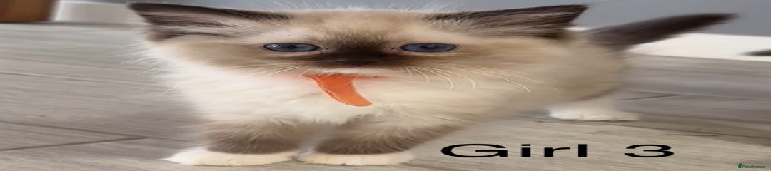 Ragdoll Kitten 6