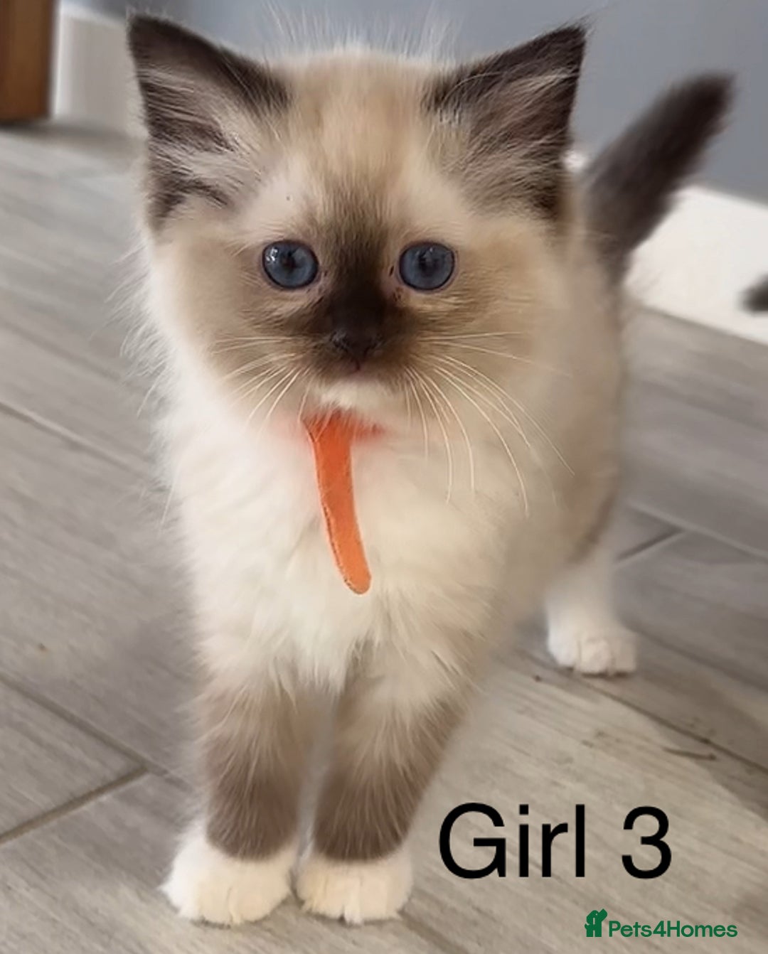 Ragdoll cats for sale: 7 Ragdoll kittens for sale - Image 4