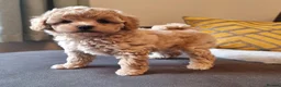 Shihpoo dogs for sale: Gorgeous Little Shihpoo Pups sold Fully Vaccinated - Advert 20