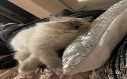 Ragdoll cats for sale: 3 Year Old Beautiful Female Ragdoll  - Image 23