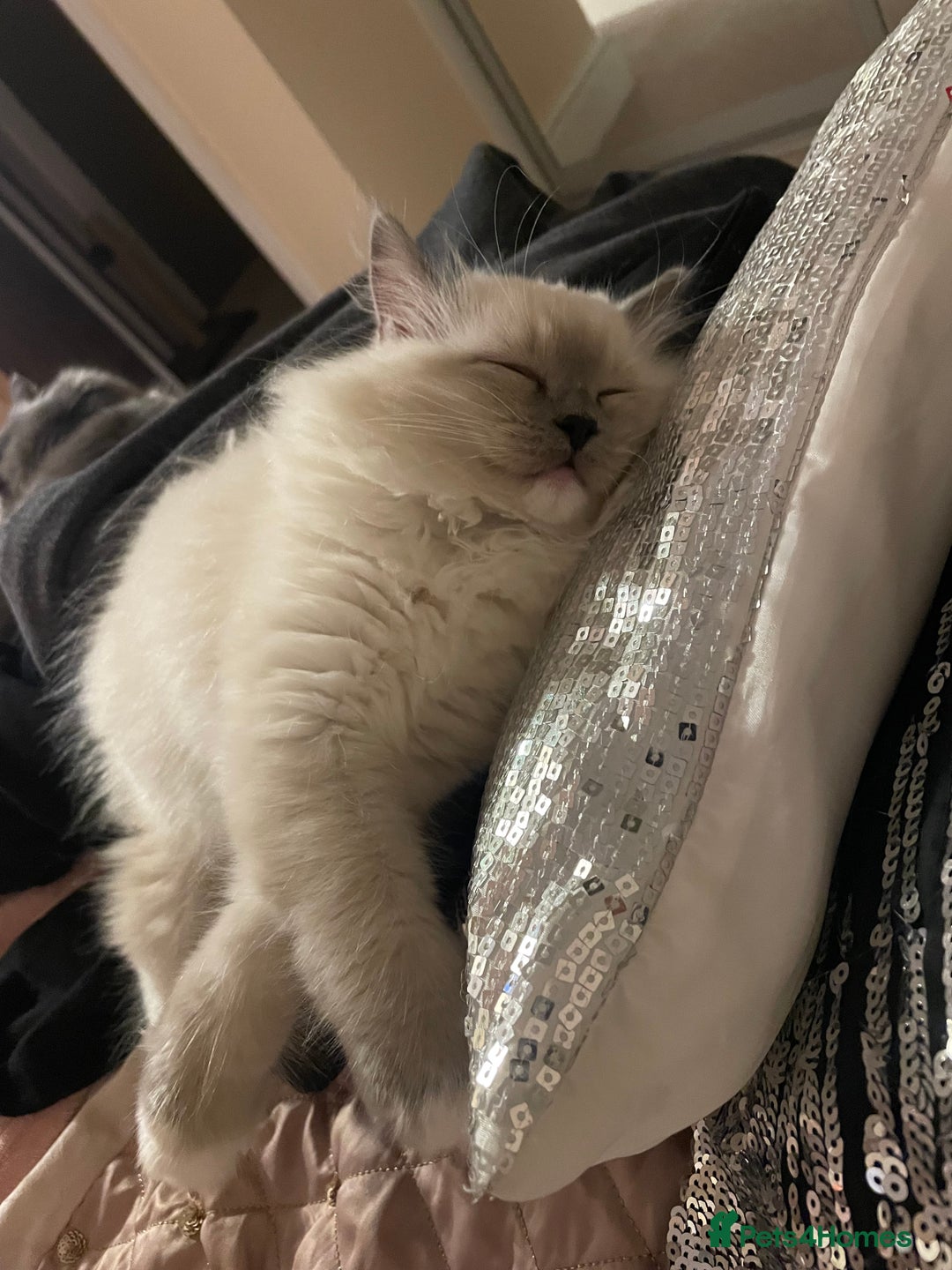 Ragdoll cats for sale: 3 Year Old Beautiful Female Ragdoll  - Image 23