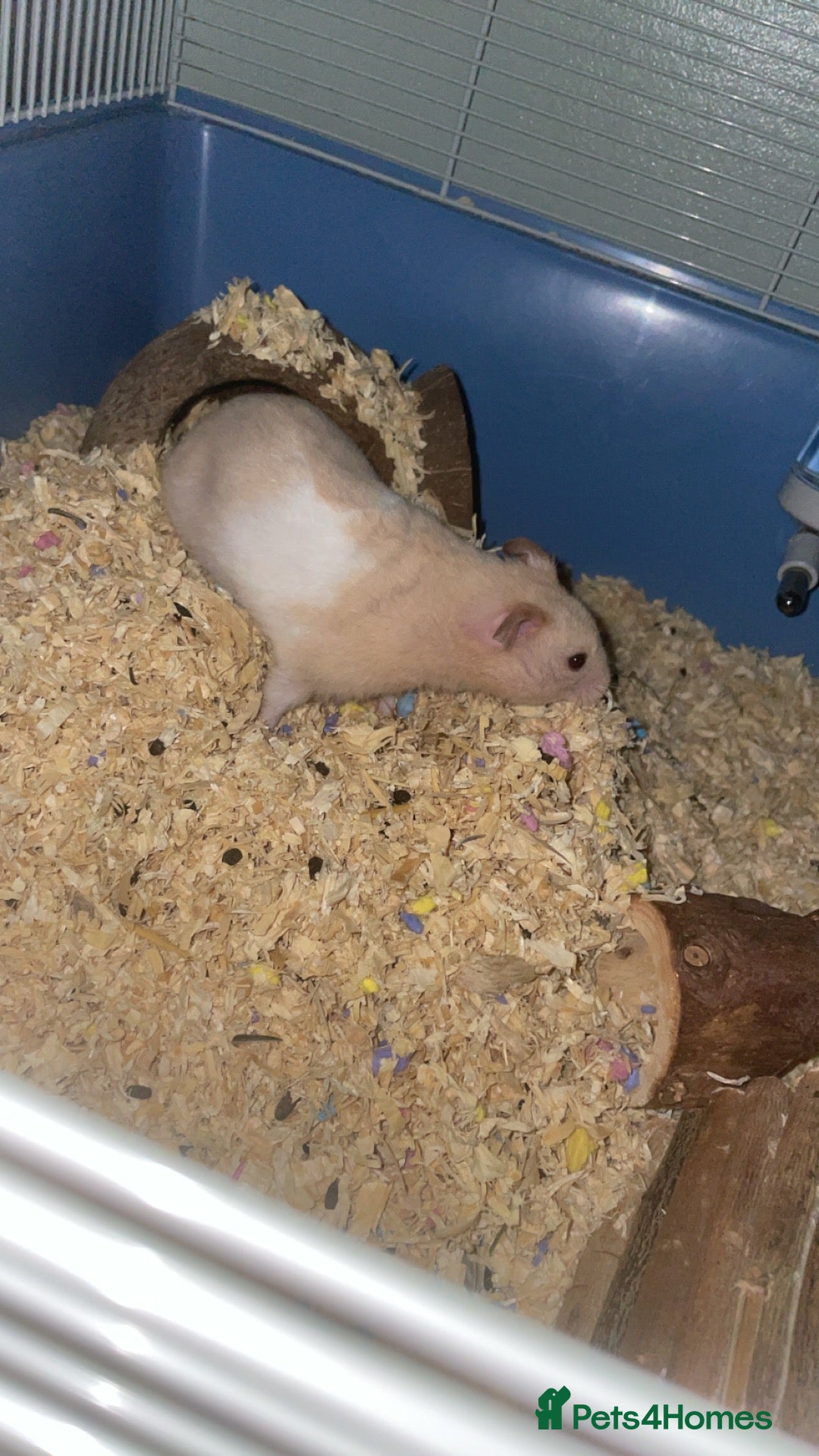 Hamster rodents Syrian half albino hamster - Advert 13