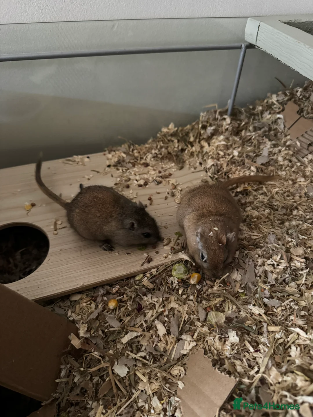 Gerbil rodents for sale: Two bonded 5 month old female gerbils  - Advert 11
