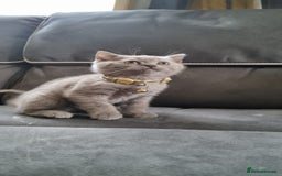 British Shorthair cats for sale: 3 BEAUTIFUL BSH KITTENS FOR SALE 2 Blue 1 Lilac - Image 8