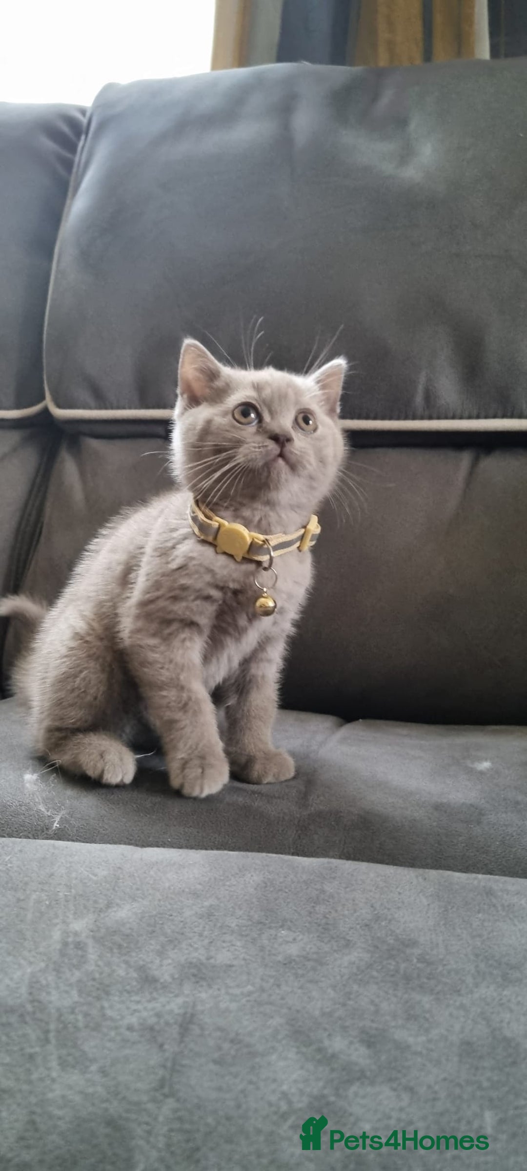 British Shorthair cats for sale: 3 BEAUTIFUL BSH KITTENS FOR SALE 2 Blue 1 Lilac - Image 8