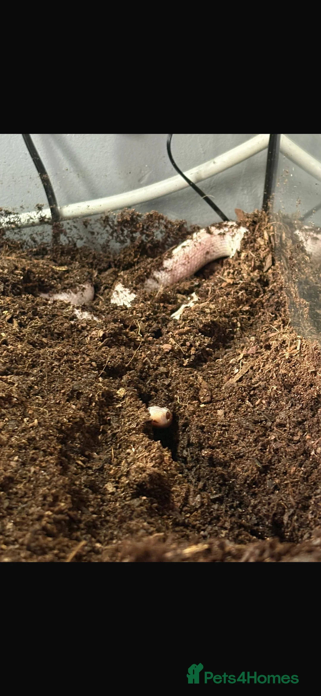 Corn Snake reptiles for sale: Cody the corn snake  in Bushey - Advert 3