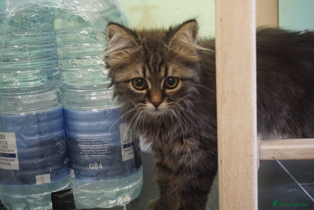 Persian cats for sale: ADORABLE RUSSIAN BLUE X PERSIAN KITTENS - Image 3