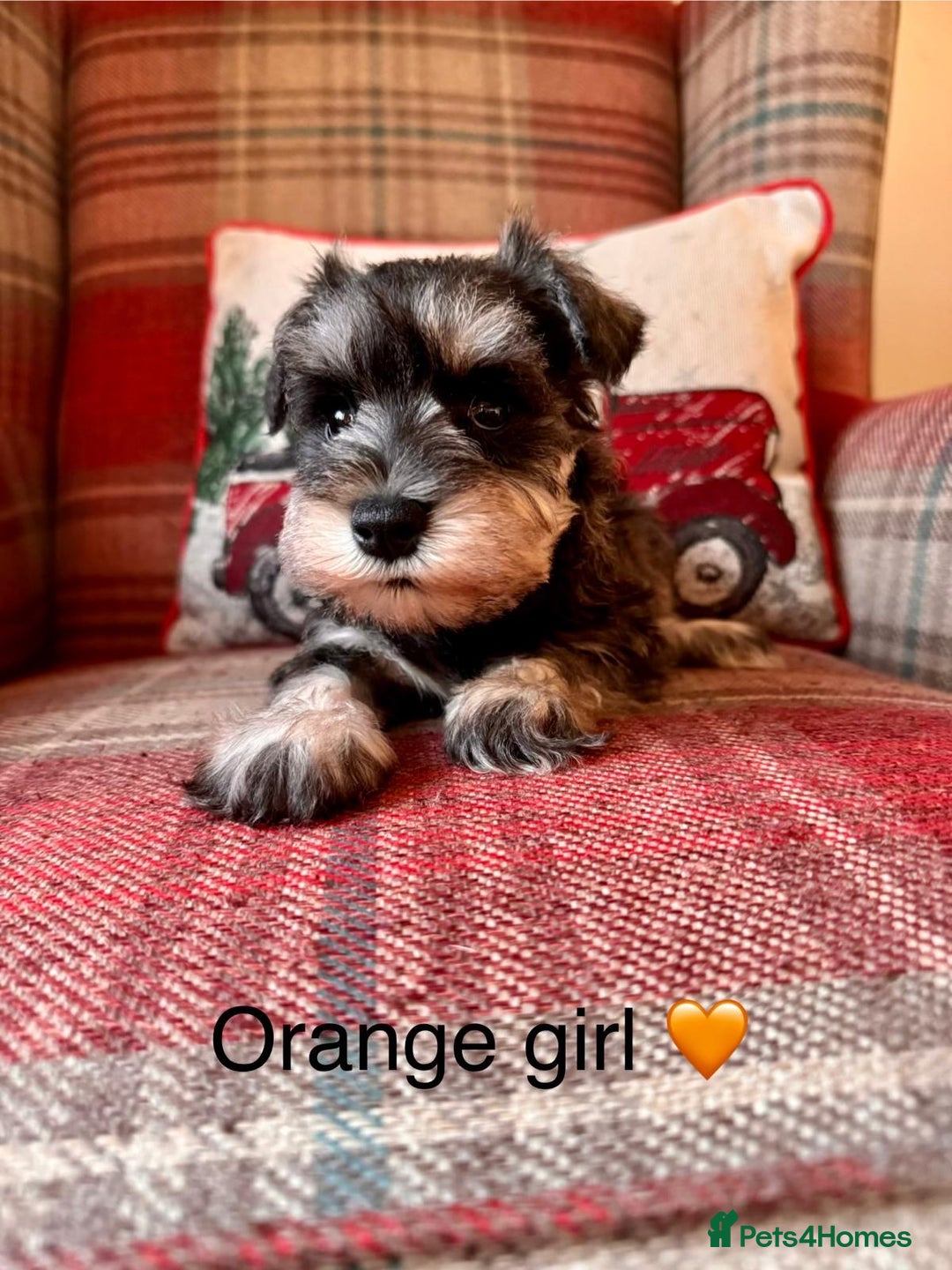 Miniature Schnauzer dogs for sale: KC Registered, Health Tested, puppies available  - Advert 5