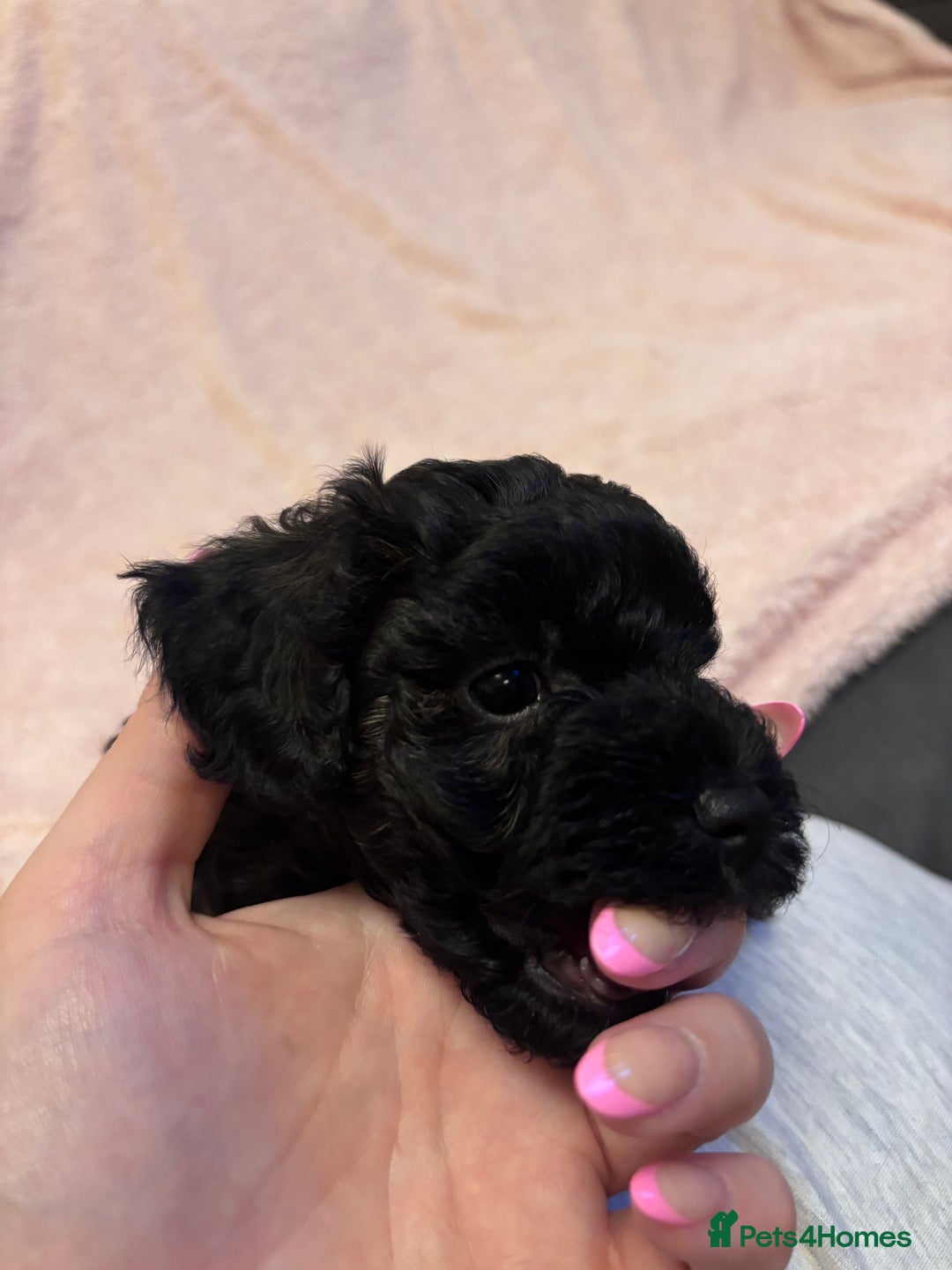 Yorkiepoo dogs for sale: Beautiful yorkipoo puppies - Image 38