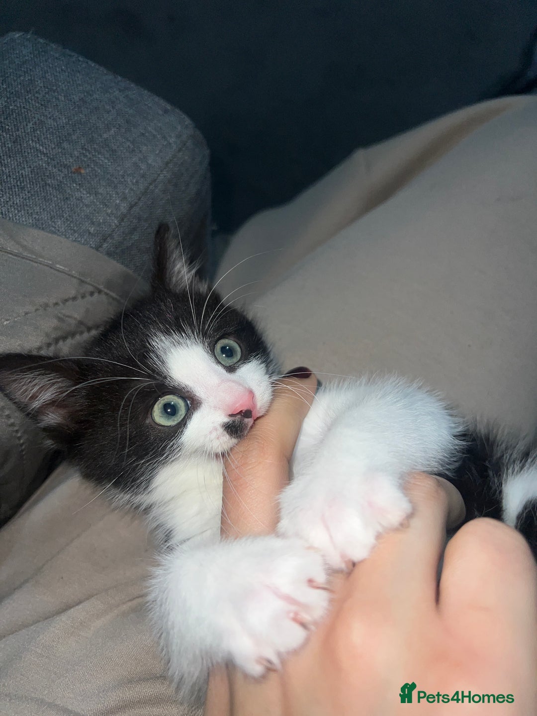 British Shorthair cats for sale: 11 Week Old Male Kitten Black & White Shorthair - Advert 22
