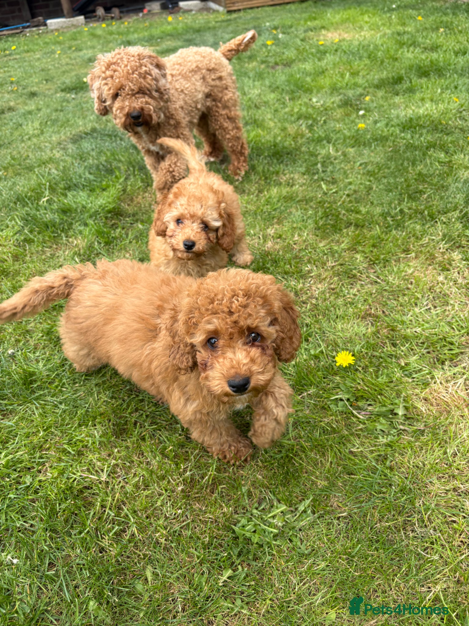 Cavapoo dogs Cavapoo x toy poodle puppies **1 left** - Advert 14