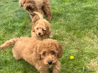 Cavapoo dogs Cavapoo x toy poodle puppies **1 left** - Advert 14