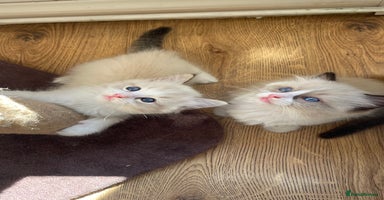 Ragdoll cats - Advert 2