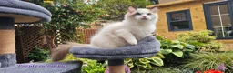 Ragdoll cats for sale: GCCF PEDIGREE CERTIFICATE KITTENS  - Advert 7