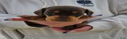Miniature Dachshund dogs for sale: Miniature dachshund puppies  - Advert 17