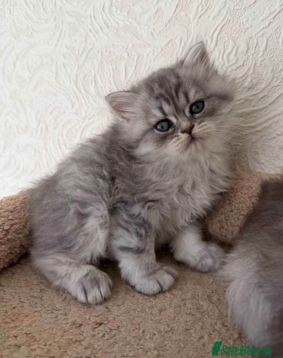 Mixed Breed cats Mailcat - Advert 16