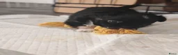 Chihuahua dogs for sale: Stunning apple dome head long coat black tri boy  in Dronfield - Advert 11