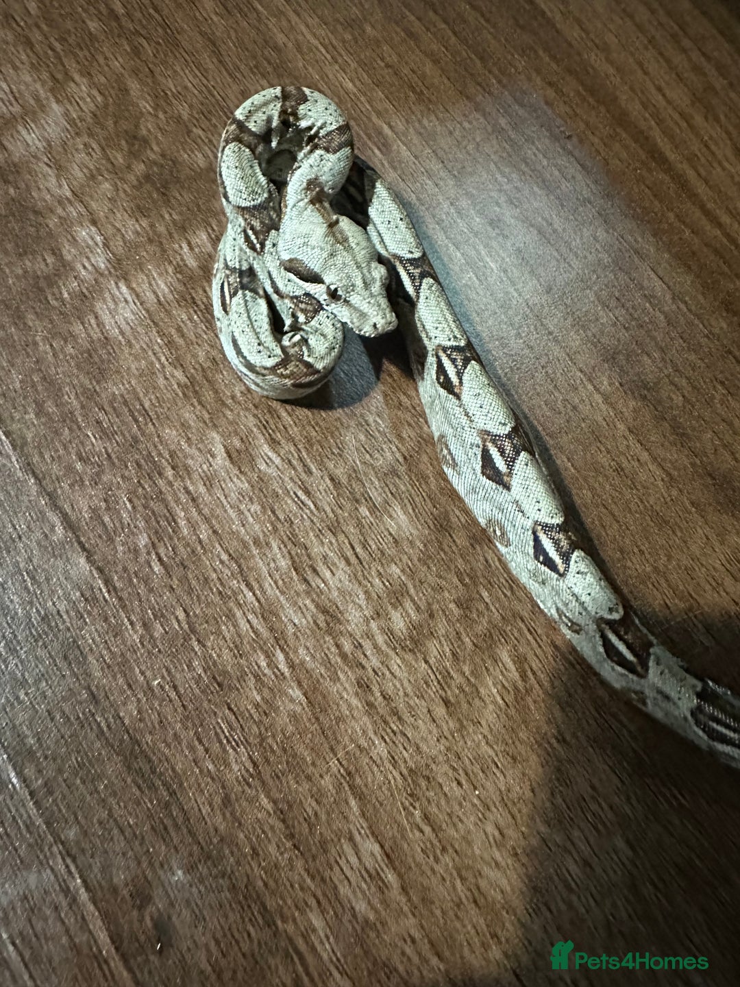 Boa Snake reptiles for sale: Baby boas  - Advert 2