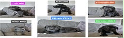 Cane Corso dogs for sale: Ready for new homes, cane corsos.  - Advert 24
