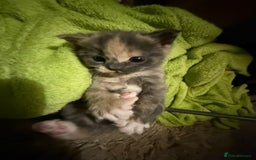 Mixed Breed cats for sale: Beautiful babies ready in 2 weeks - Image 3