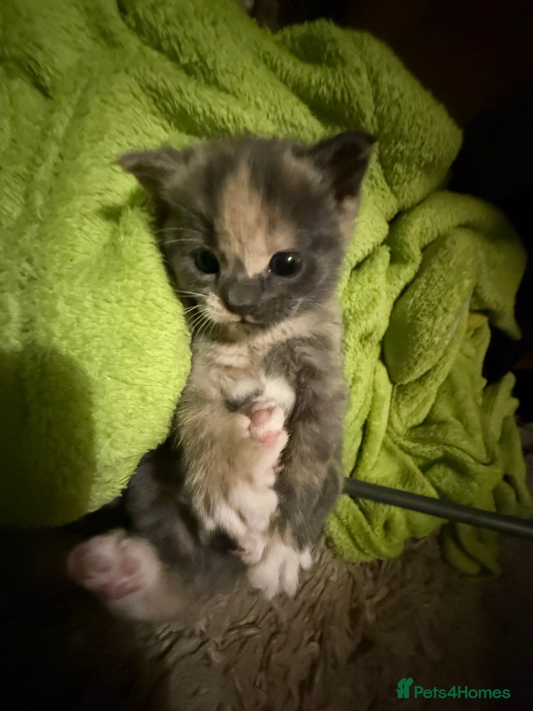 Mixed Breed cats for sale: Beautiful babies ready in 2 weeks - Image 3