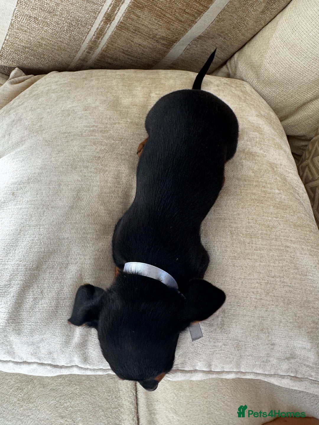 Miniature Dachshund dogs for sale: Miniature dachshunds - Image 31