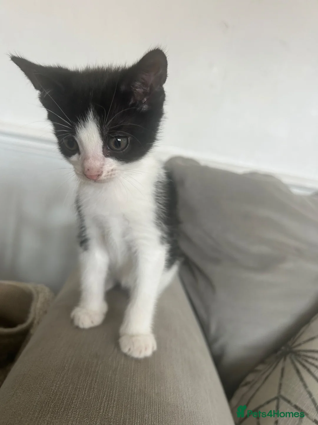 Savannah cats for sale: 5 stunning kittens  in Romford - Advert 7