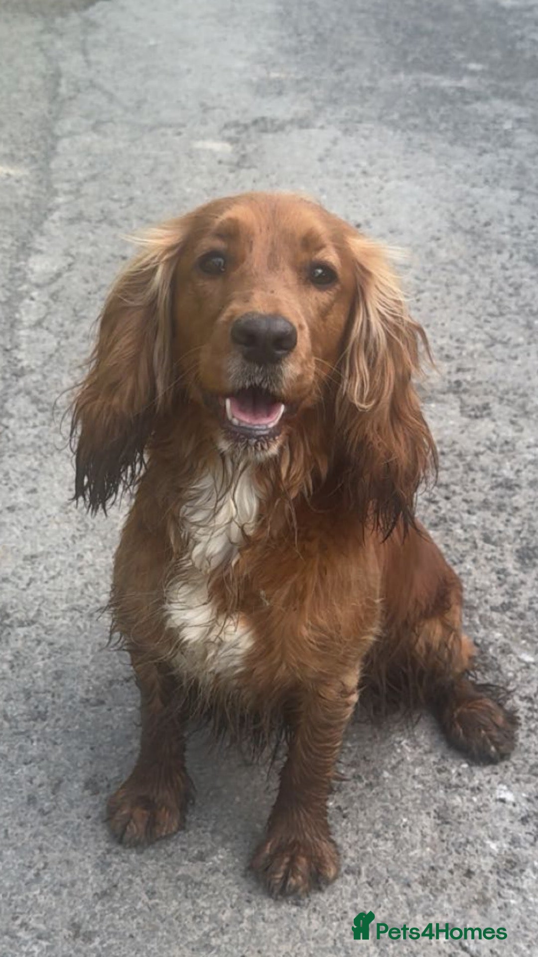 Cocker Spaniel dogs for sale: Beautiful working cocker spaniel puppies 🐶 💗 - Advert 1