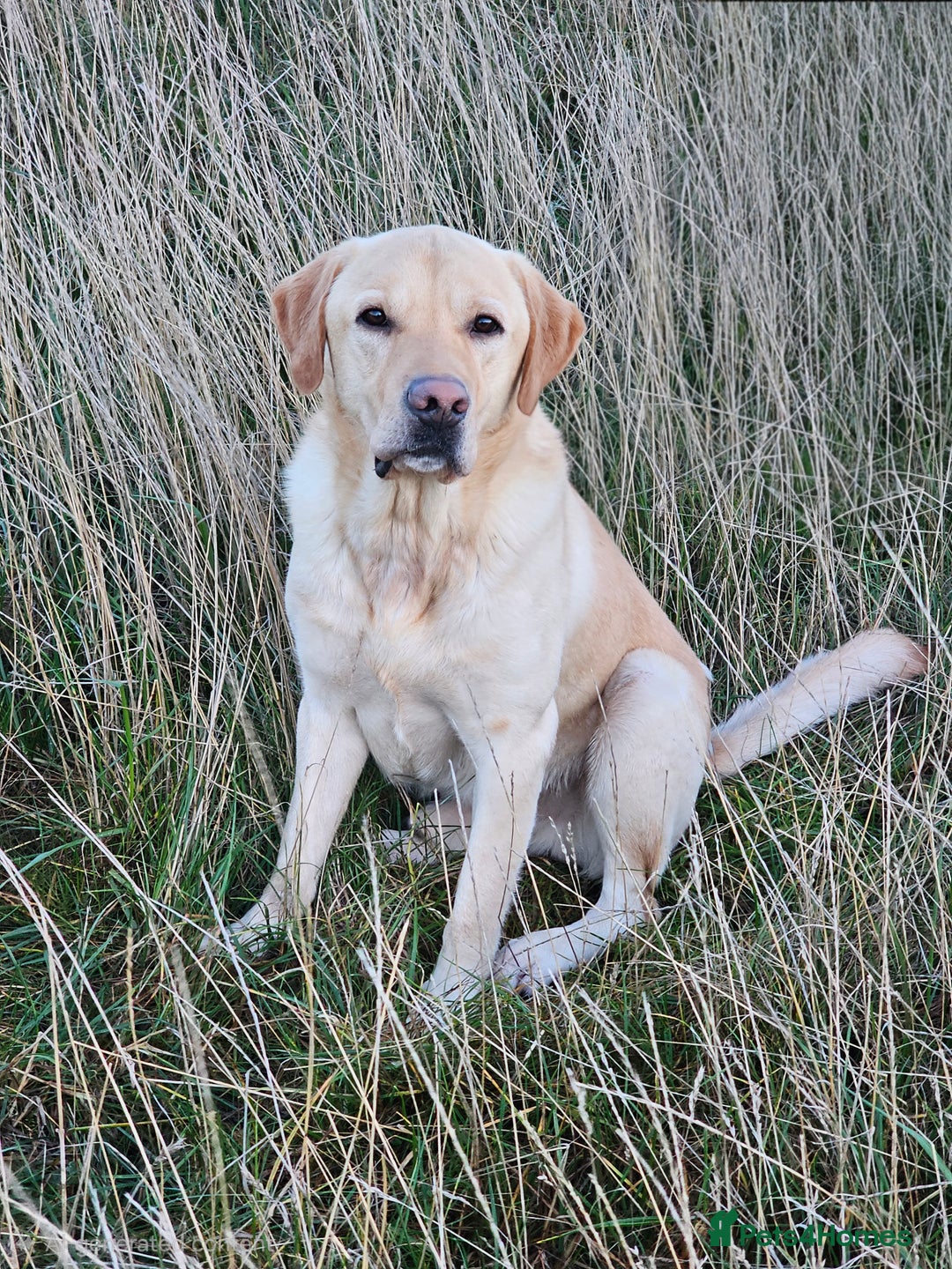 Labrador Retriever dogs for stud: Yellow dog for stud - Advert 2