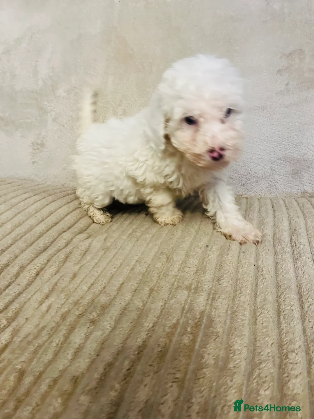 Cockapoo dogs for sale: Stunning f1b cockapoo puppys  - Advert 14