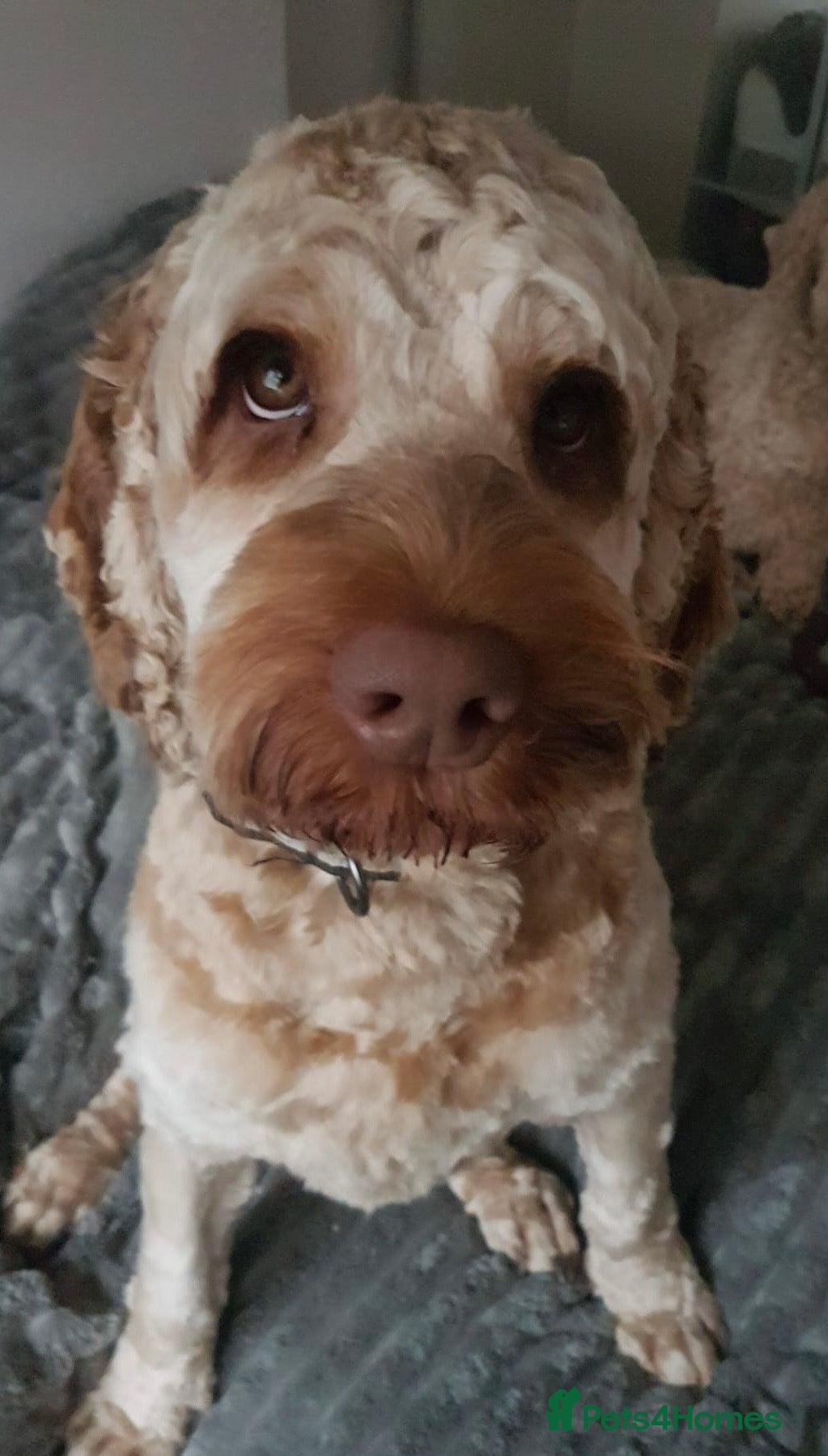 Cockapoo dogs Cockapoo, Bruce - Advert 1