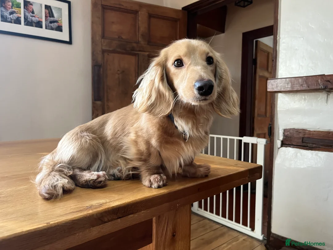 Dachshund dogs for stud: 🤍PROVEN MINIATURE KC CREAM LONG HAIRED DACHSHUND  in Llansantffraid - Advert 4