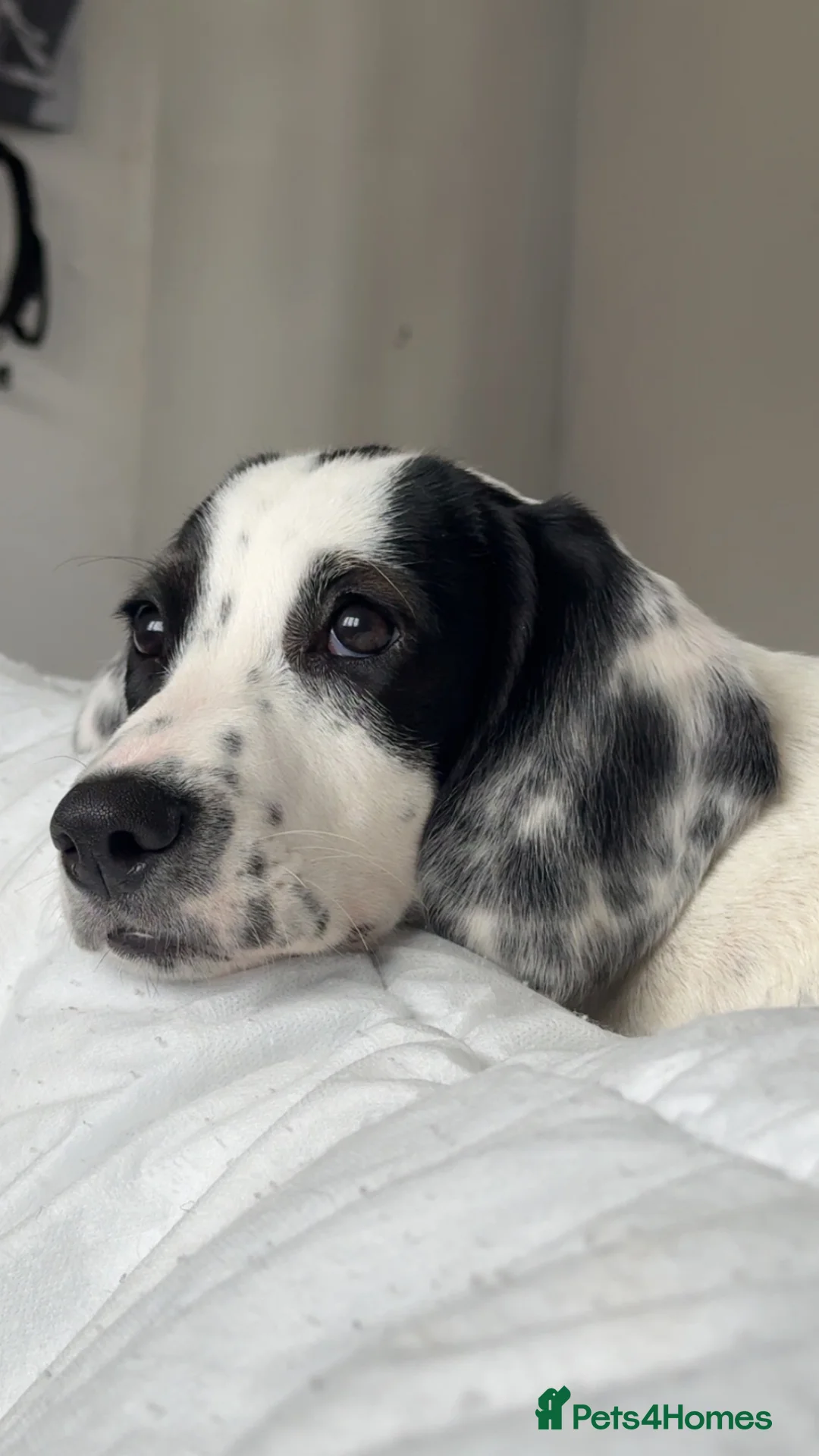 Mixed Breed dogs for sale: Bobby  - Advert 5