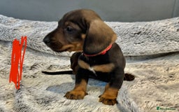 Dachshund dogs for sale: wirehaired dachshunds (teckels) - Image 12