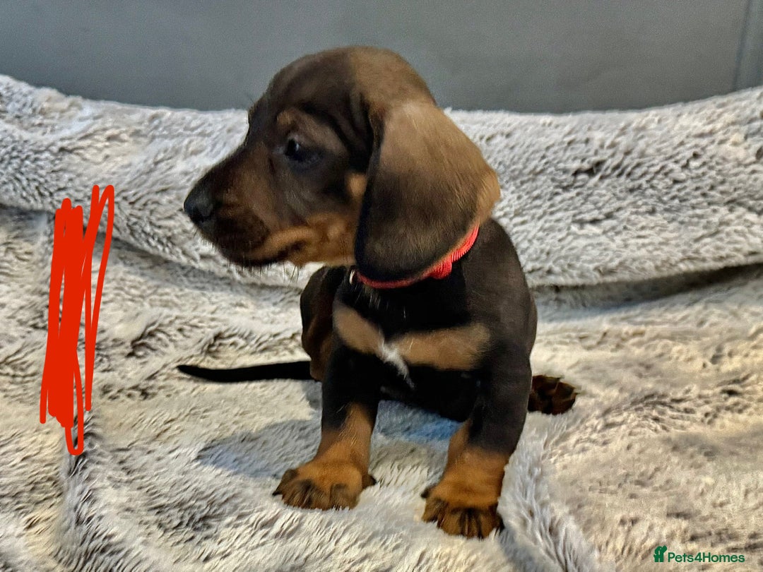 Dachshund dogs for sale: wirehaired dachshunds (teckels) - Image 12