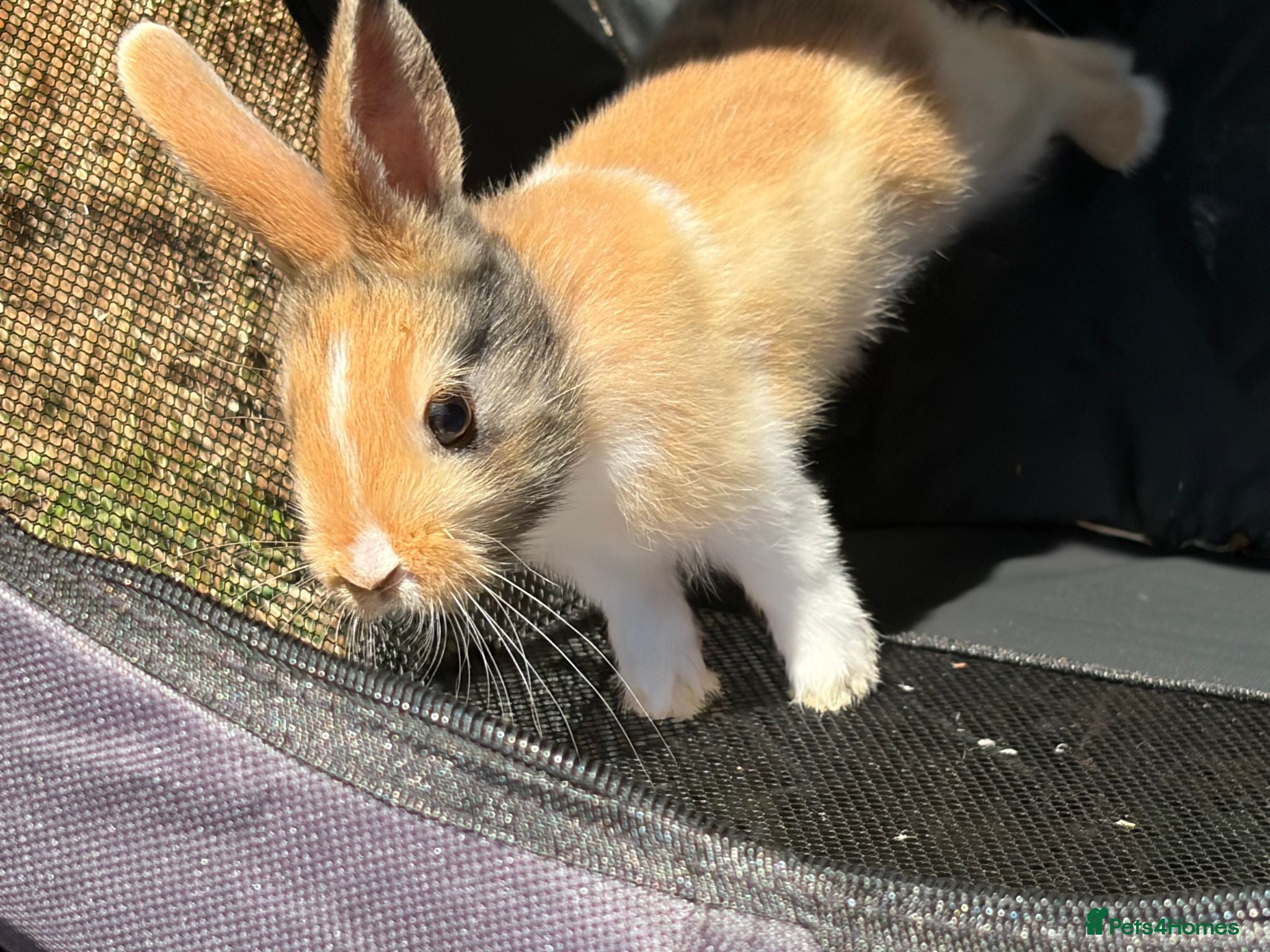 Mixed Breed rabbits mixed breed lionhead/netherland dwarf bunnies  - Advert 12